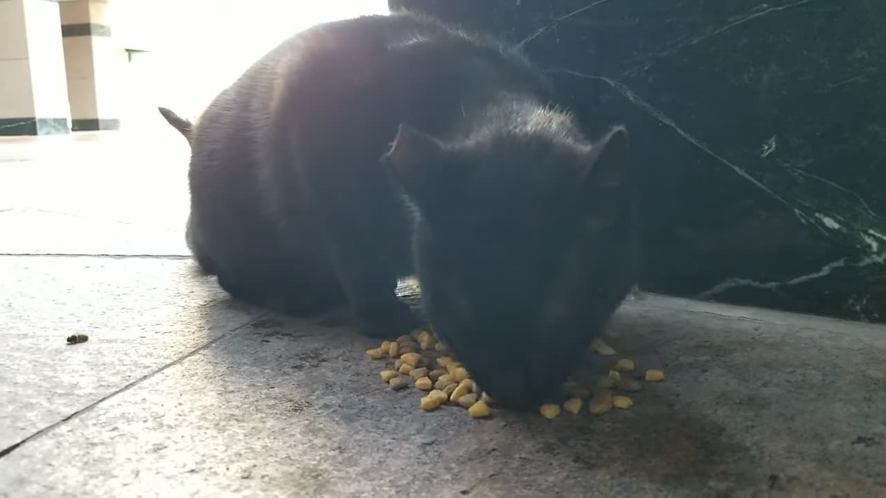 20240414 075540 Tux Crunching