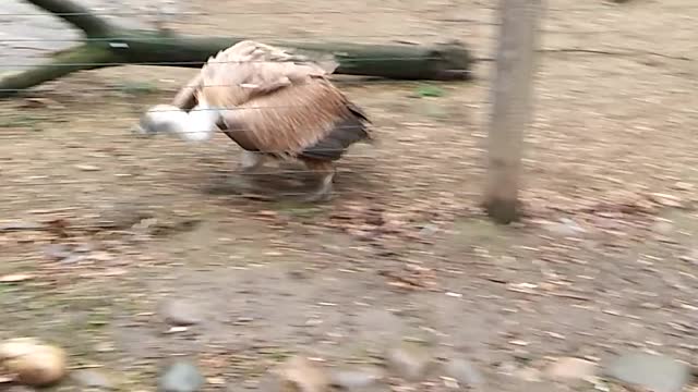 very dangerous and intelligent bird, griffon vulture
