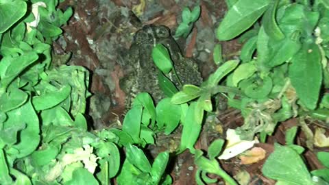 Garden toad eats cricket