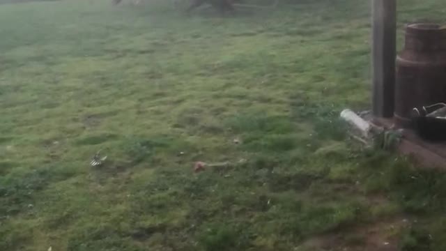 Sheep Rounding up Dogs