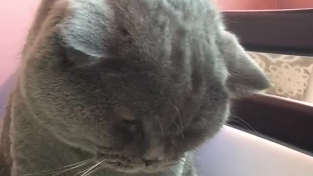 Cat argues owner to keep on scratching