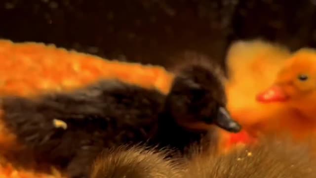 The daily life of the lovely duckling.
