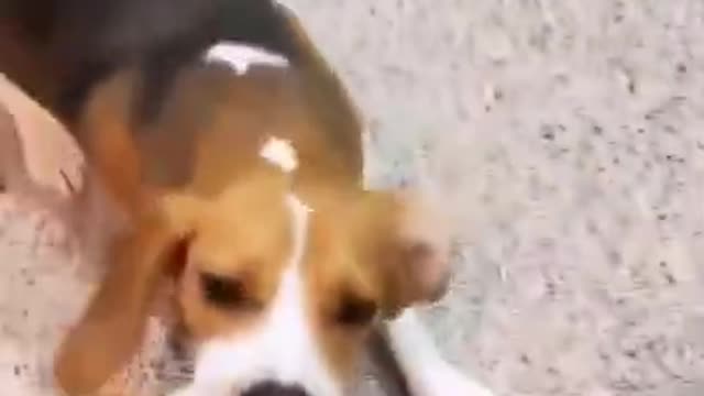 0.Cute Funny Puppy 😅 #shorts