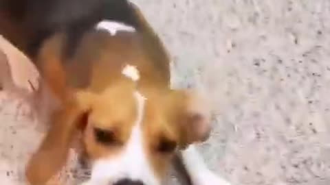 0.Cute Funny Puppy 😅 #shorts