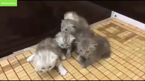 cute cats