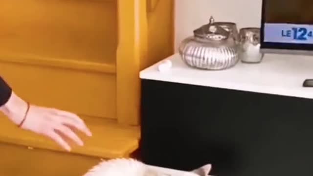 Funny moments of frightened pets