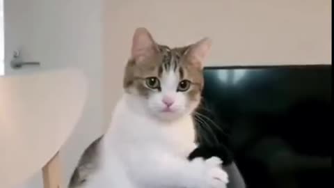 Cute Cat 😂😂😂 Funny Video