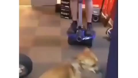 Cachorro treinado