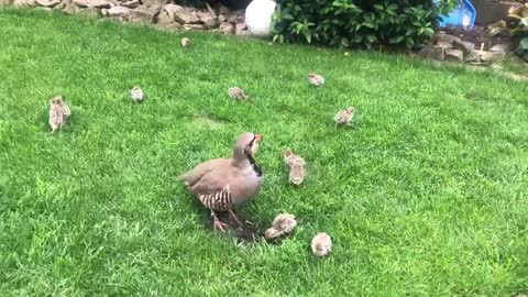 kids cute with mother in park thinking food