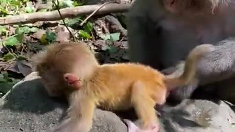 Cute Monkey China & Funny Love monkey| Animals Love