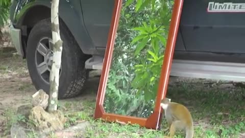 A monkey sees itself for the first time in the mirror it's funny