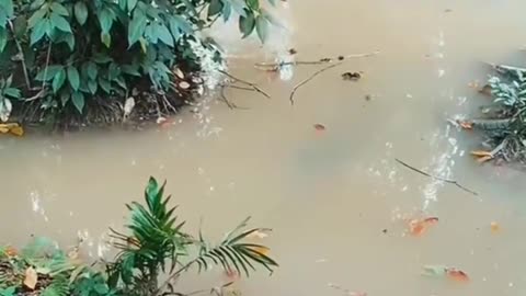 This is a beautiful and charming water-dwelling species