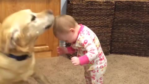 Demonstration of love between babies and dogs