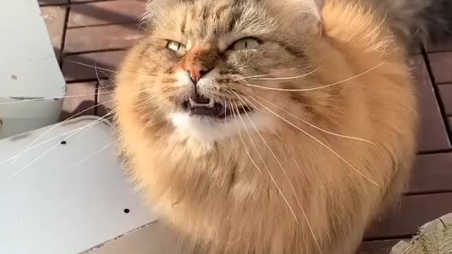 Cat funny video🤣🤣🤣