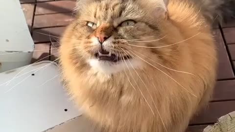 Cat funny video🤣🤣🤣