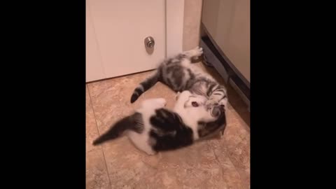 Funniest Animals - Best Of The 2021 Funny Animal Videos #15