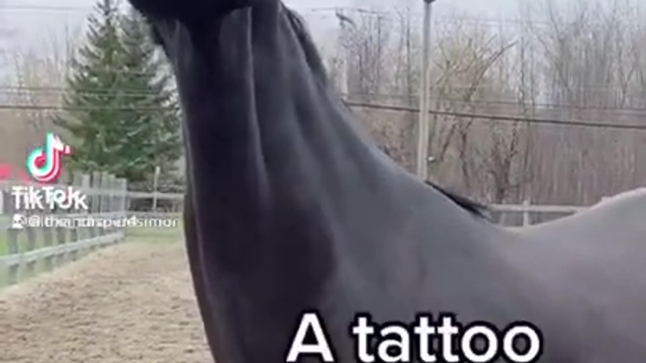 My horse Tiktok video