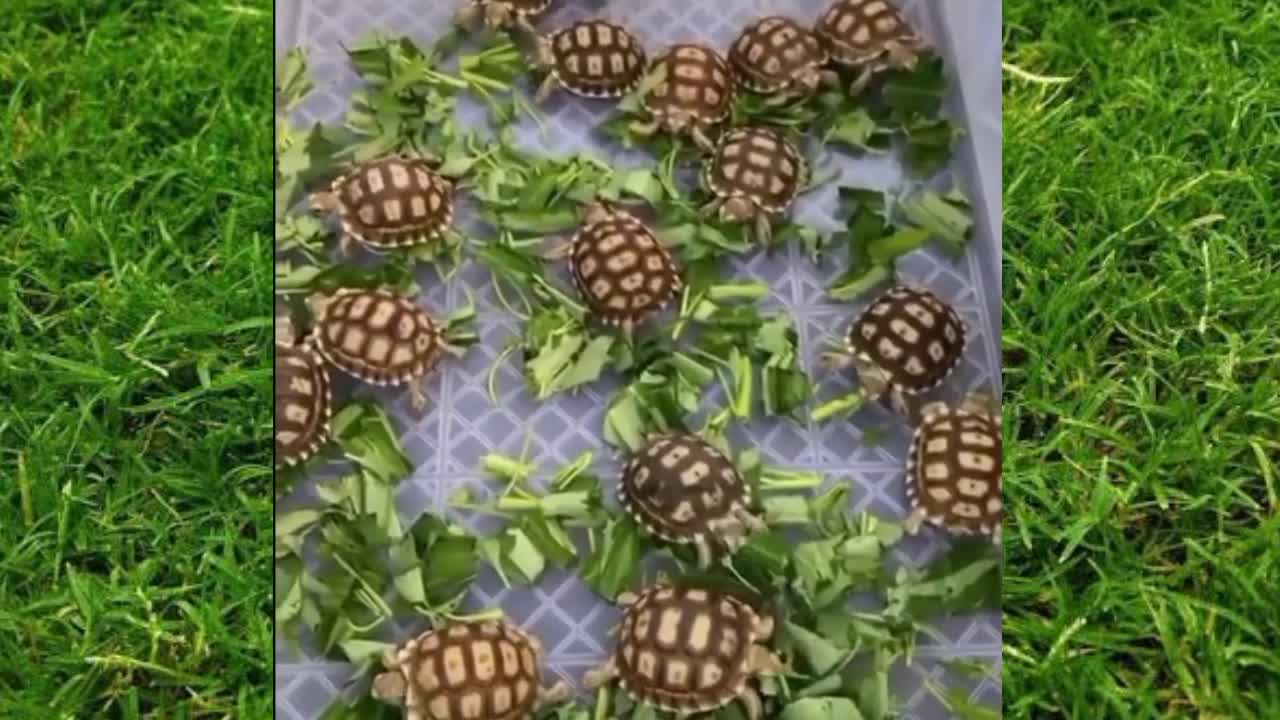 Cute little Turtles looking for their Mom