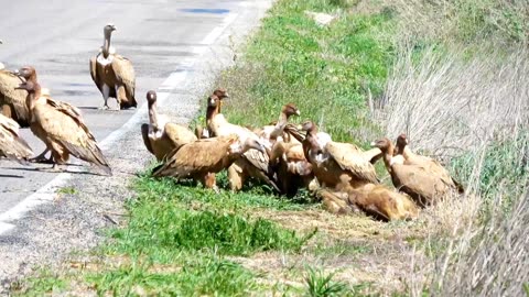 Vultures eating dead animal