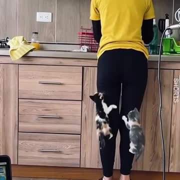 WATCH : Life Goals For Cats Lovers! 😍
