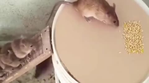 The Best way to trap a Rats at Home