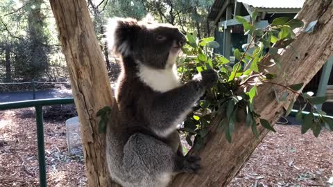 Koalas Relaxing at Cleland WIldlife Park