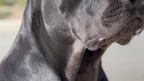 Wonderful cane corso build up body