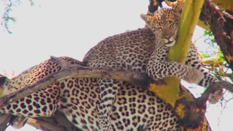 A very cute leopard baby sits on his mother in a tree in Africa