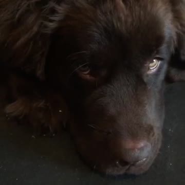 Giant Newfoundland puppy teething causes massive damage
