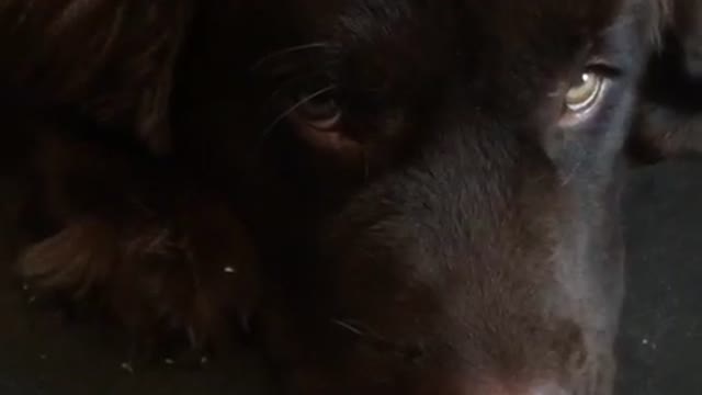 Giant Newfoundland puppy teething causes massive damage