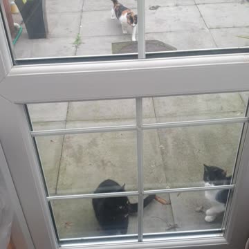 Beautiful mixed breed cats waiting for me 💗