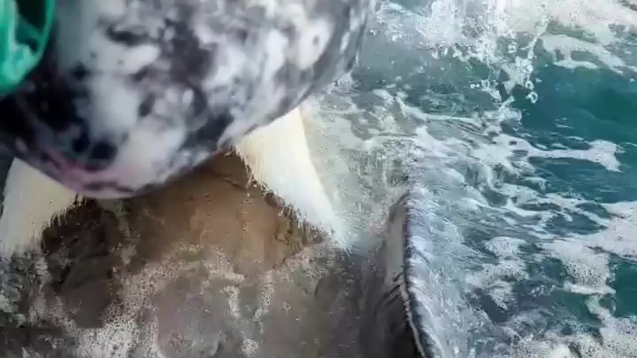 Mouth of a gray whale