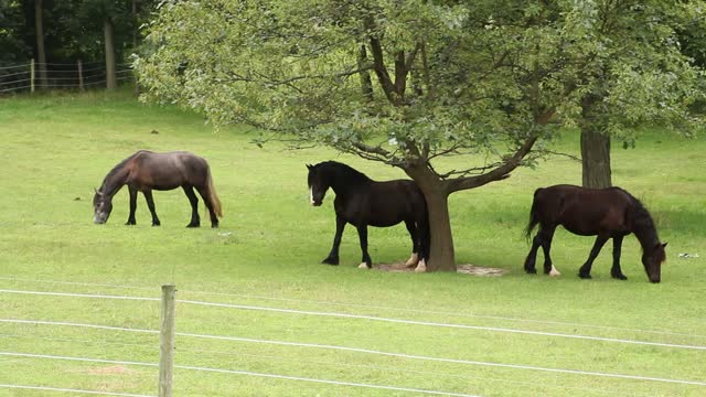 Clever horse uses tree to scratch back