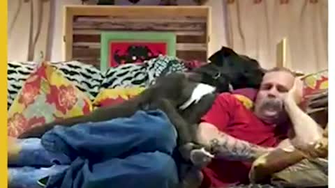 Great Dane Cuddles With Pet Parent