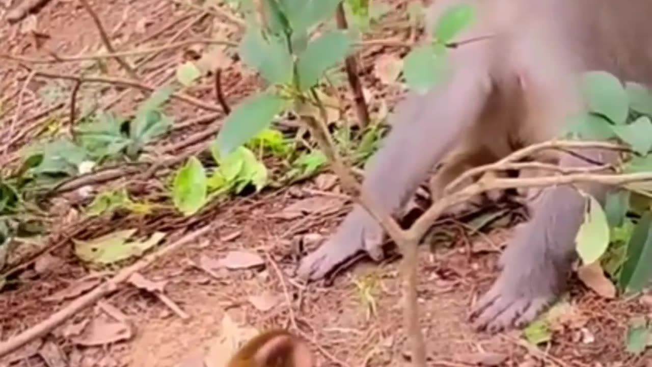 Cute and funny baby monkeys playing with careful mothers
