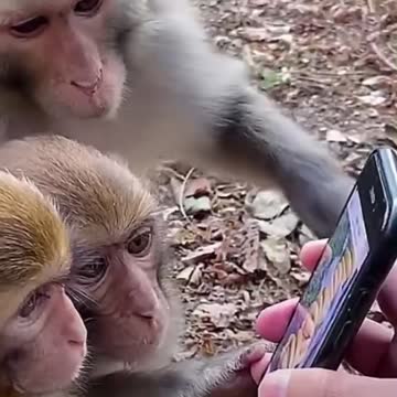 monkey sees bananas on your phone