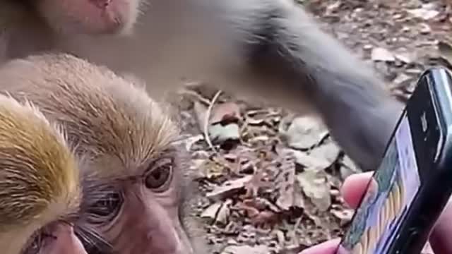 monkey sees bananas on your phone