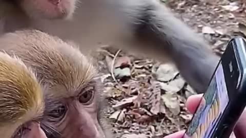 monkey sees bananas on your phone