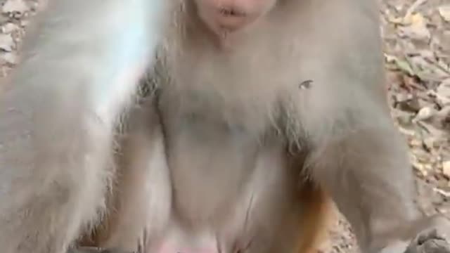 Snake TV | #shorts | Funny Pet | Funny animals | Pet | Animals | Animal Comedy | Animals Videos