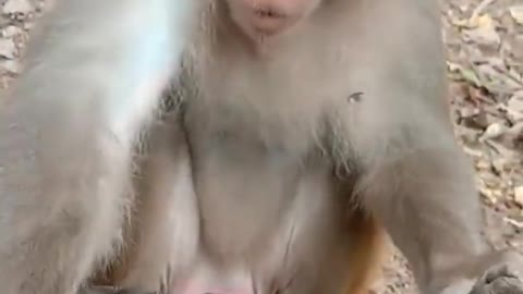 Snake TV | #shorts | Funny Pet | Funny animals | Pet | Animals | Animal Comedy | Animals Videos