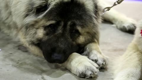 Couple of caucasian shepherd dogs