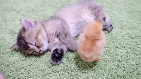 Sleepy kitten VS Chicks who want to play