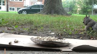 Feeding Squirrels Peanuts to Get There Reaction