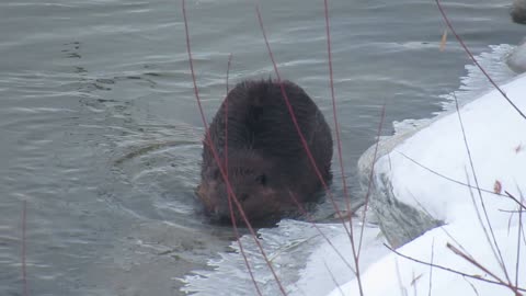 Wild Beaver Waddles like a Zombie