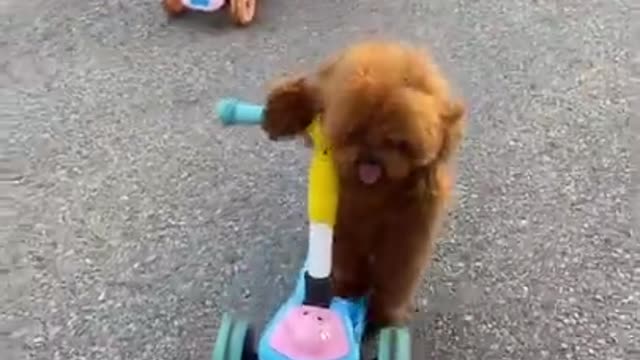 Cute Smart Dog Happy and Funny