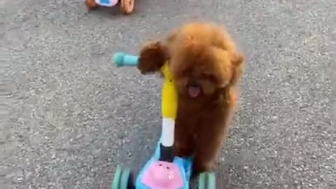 Cute Smart Dog Happy and Funny