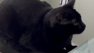 Adopting a Cat from a Shelter Vlog - Cute Precious Piper is Sweet Beyond Words #shorts