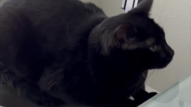 Adopting a Cat from a Shelter Vlog - Cute Precious Piper is Sweet Beyond Words #shorts