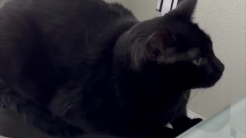 Adopting a Cat from a Shelter Vlog - Cute Precious Piper is Sweet Beyond Words #shorts