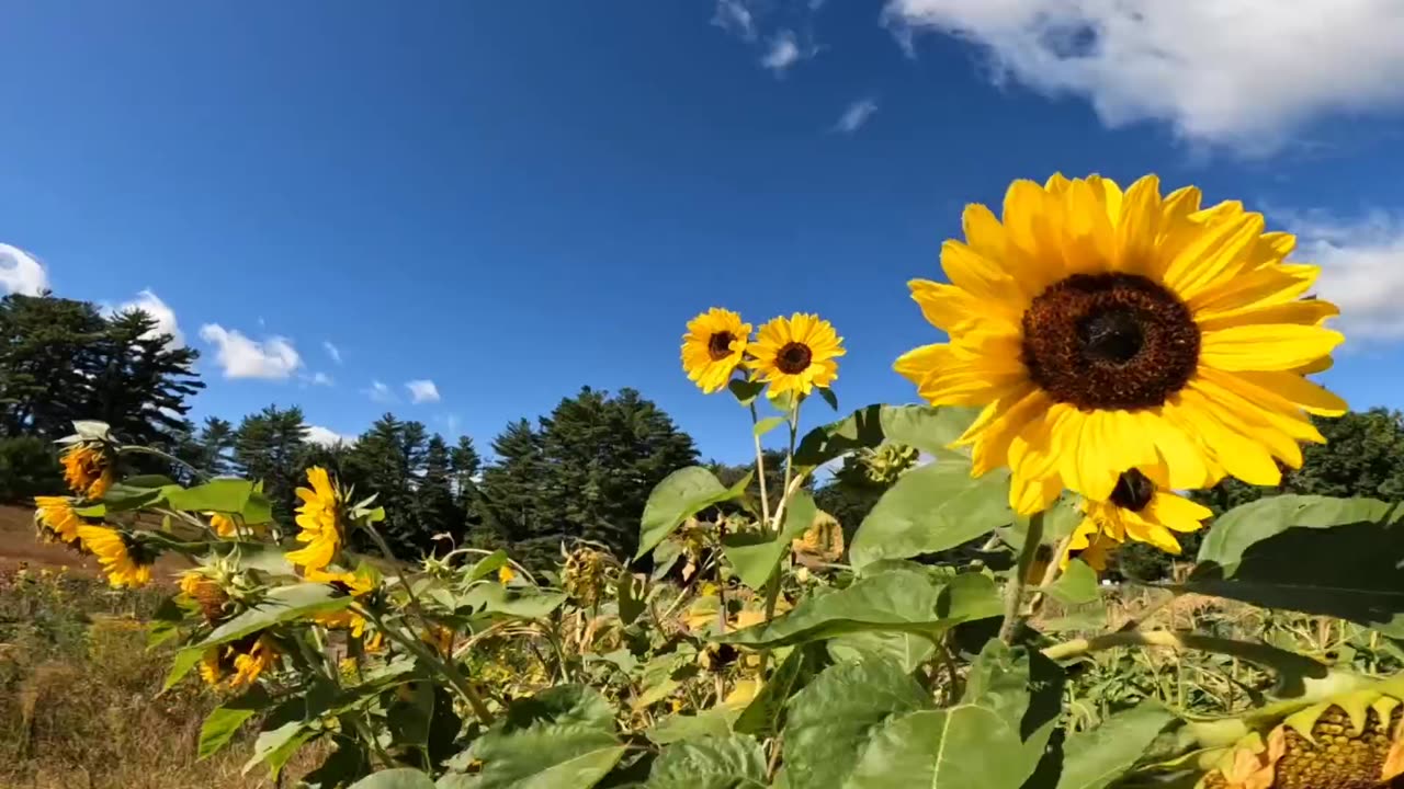 Sunflowers